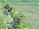 Anti kuş kafes bezi, HDPE meyve ağacı kuş kafes bezi, yeşil elmas örgü