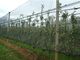 Koyu yeşil HDPE Anti dolu ağlar UV tarım, 30gsm - 50gsm